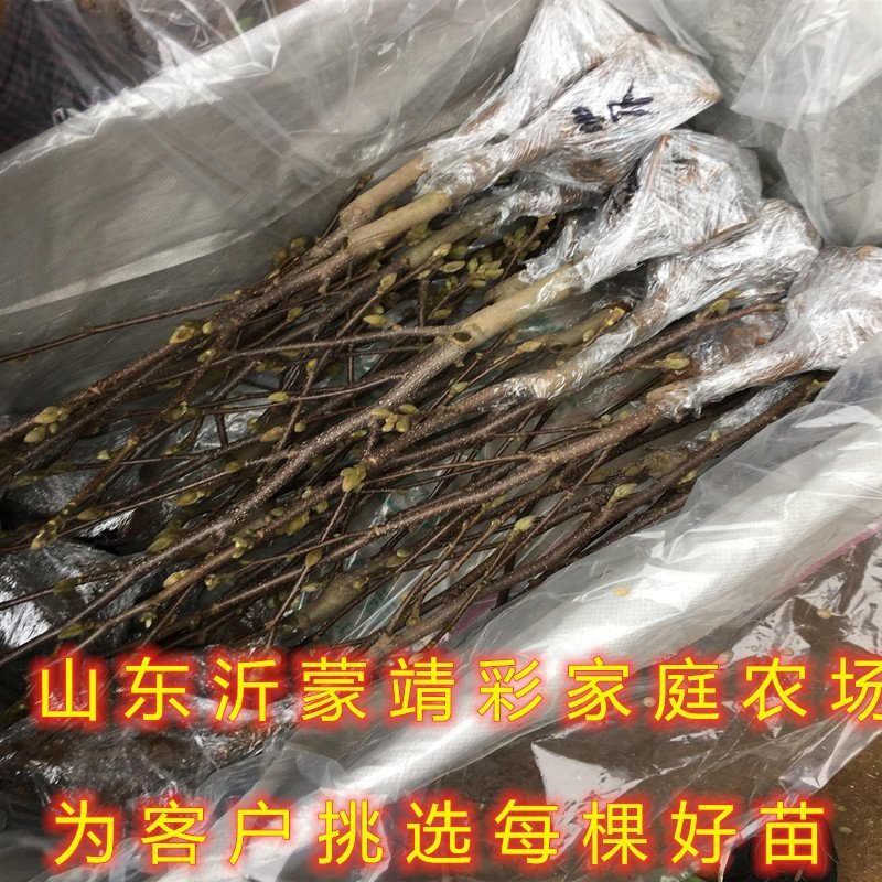 地栽紫玉兰花苗玉兰花苗嫁接玉兰苗南北方种植
