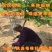 地栽紫玉兰花苗玉兰花苗嫁接玉兰苗南北方种植
