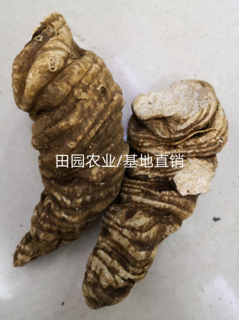 【滇重楼】大个子重楼根须茎重楼七叶一枝花