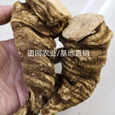 【滇重楼】大个子重楼根须茎重楼七叶一枝花