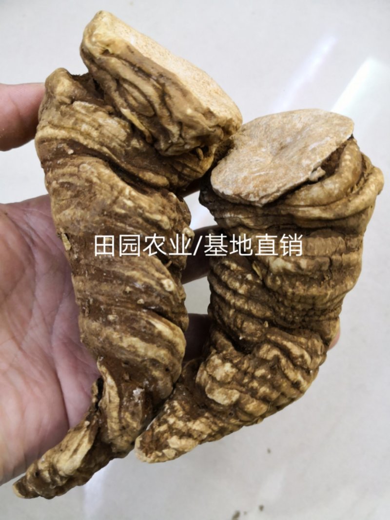 【滇重楼】大个子重楼根须茎重楼七叶一枝花