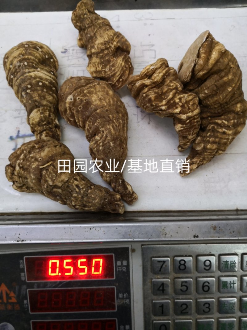 【滇重楼】大个子重楼根须茎重楼七叶一枝花