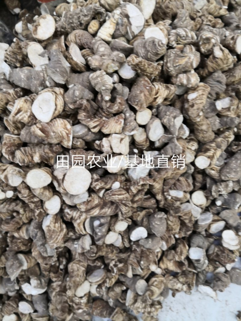 【滇重楼】大个子重楼根须茎重楼七叶一枝花