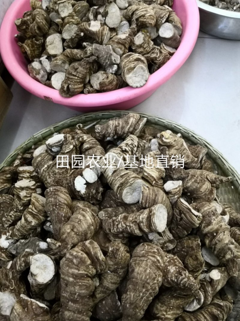 【滇重楼】大个子重楼根须茎重楼七叶一枝花