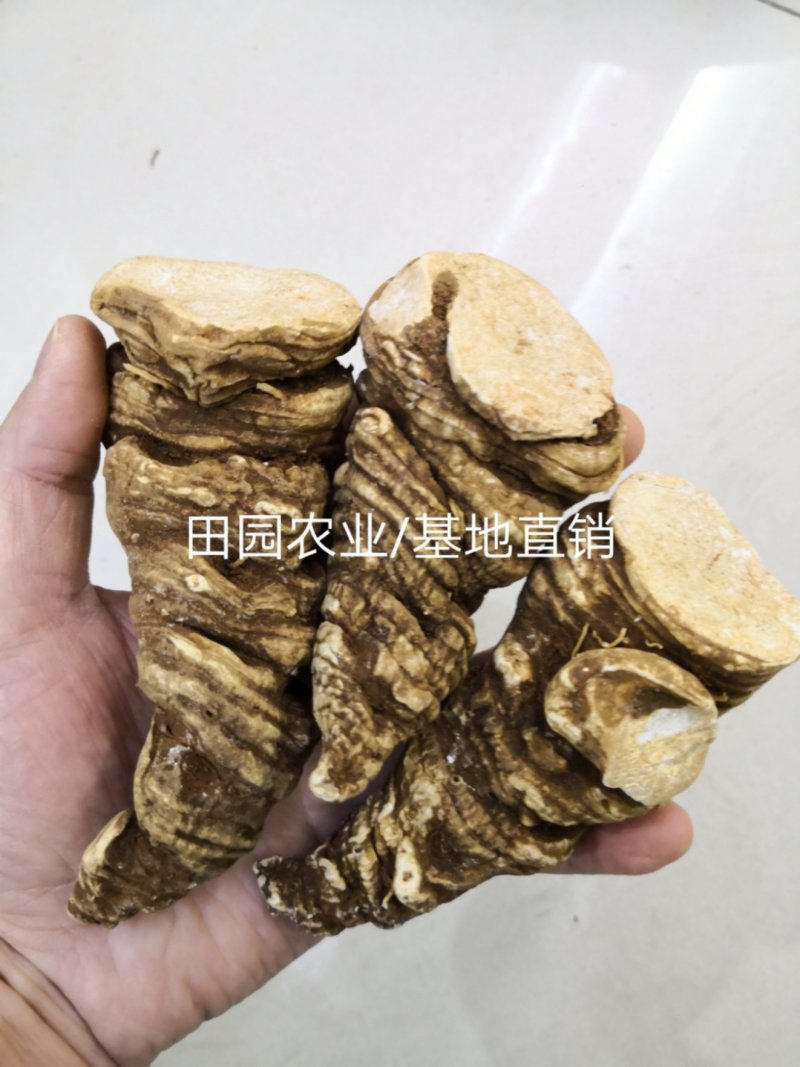 【滇重楼】大个子重楼根须茎重楼七叶一枝花