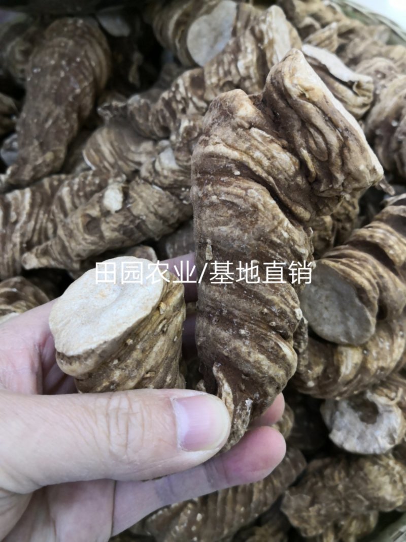 【滇重楼】大个子重楼根须茎重楼七叶一枝花