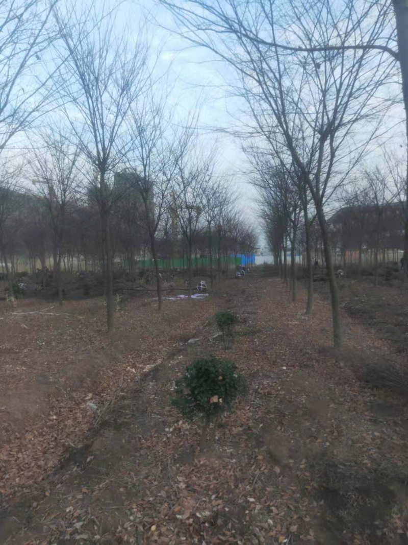 精品红榉树8-15公分规格齐全需要联系