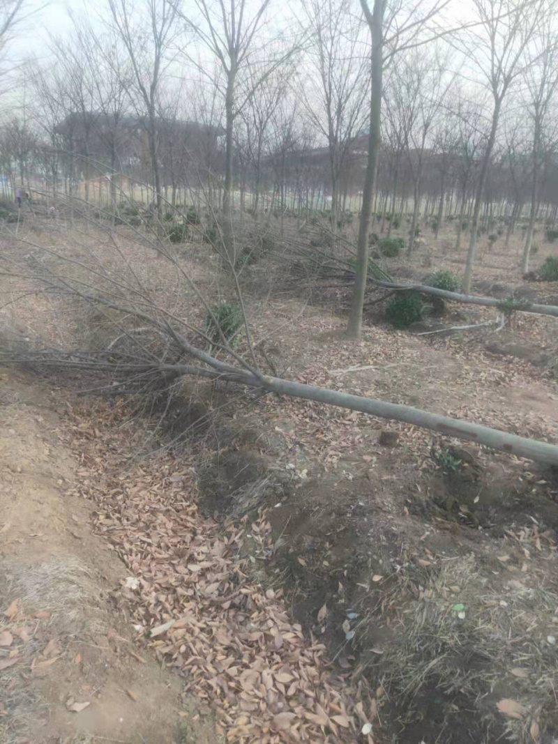 精品红榉树8-15公分规格齐全需要联系