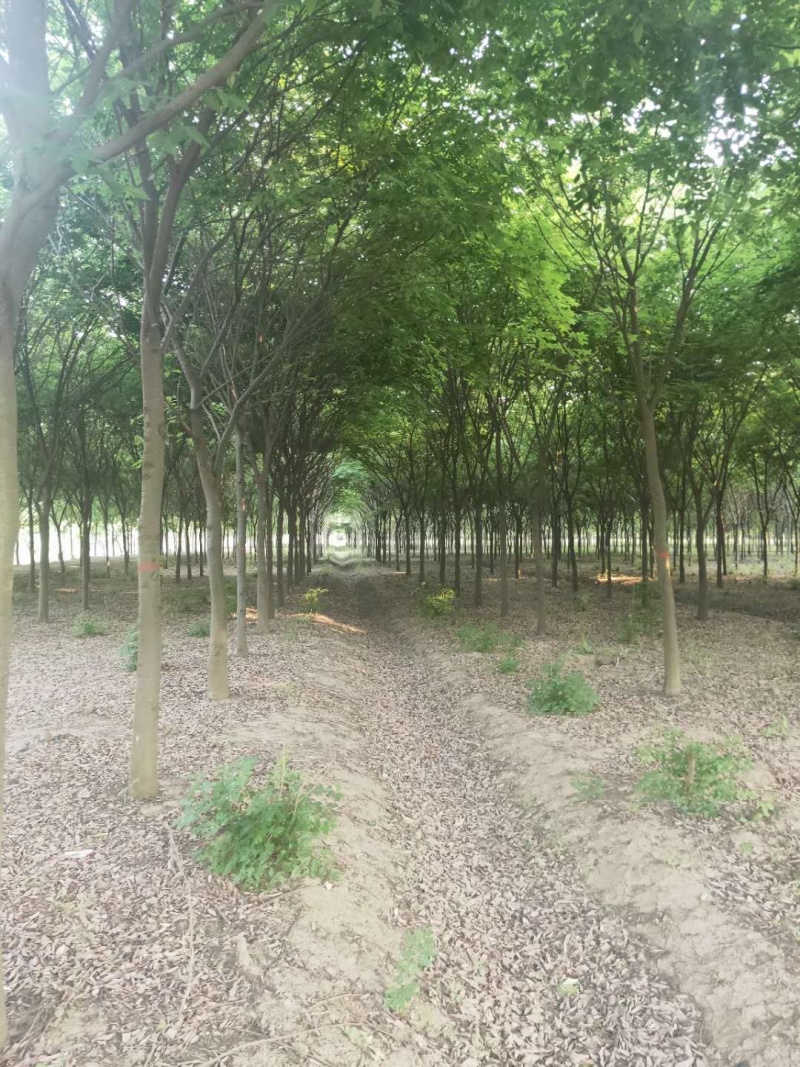 精品红榉树8-15公分规格齐全需要联系