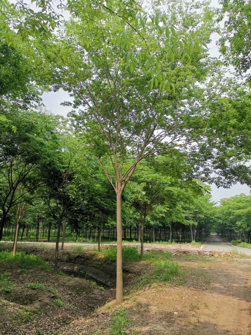 精品红榉树8-15公分规格齐全需要联系