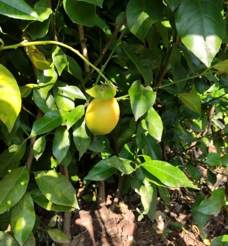 香水柠檬苗【速生生长速度结果快】成活率高耐旱