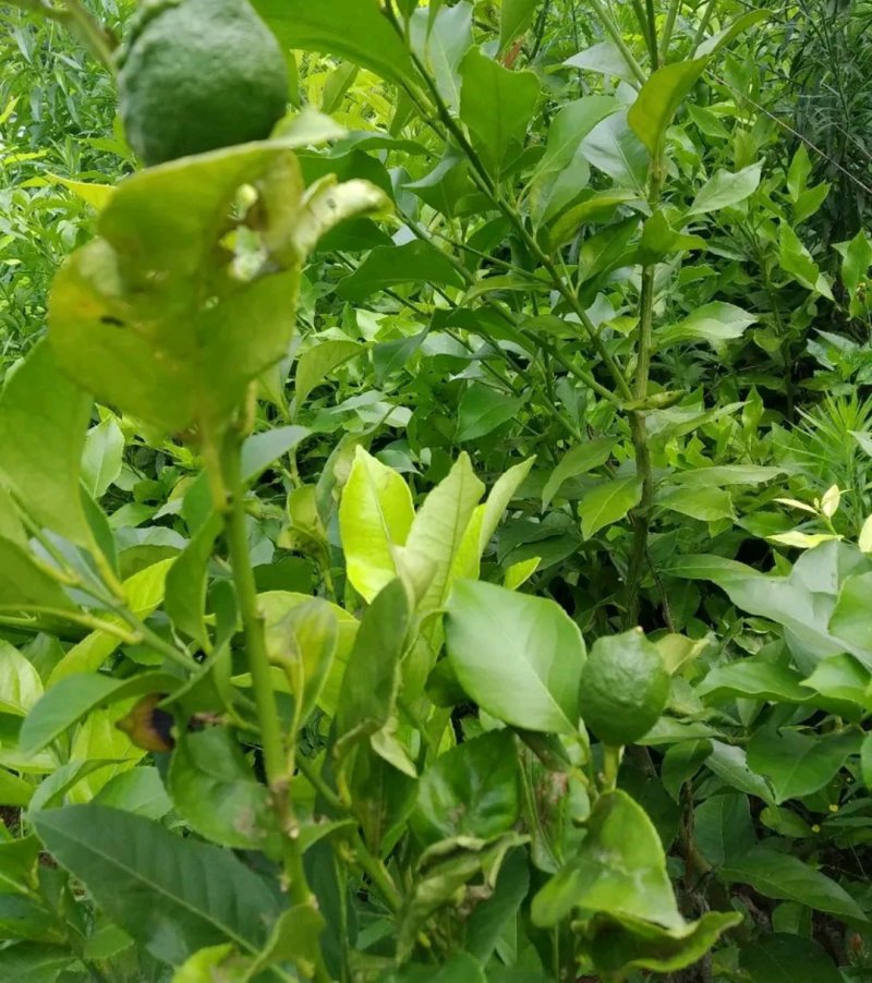 香水柠檬苗【速生生长速度结果快】成活率高耐旱