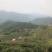 果香小种
