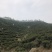 果香小种