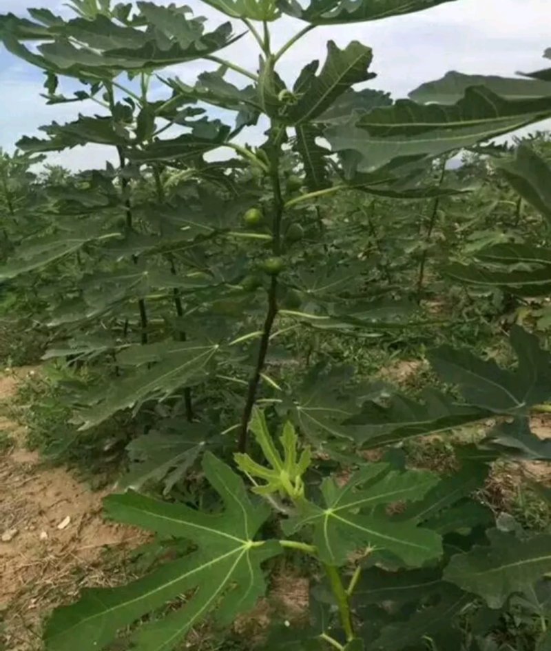 布兰瑞克全新脱毒矮化无花果苗包品种包质量产量高