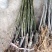 布兰瑞克全新脱毒矮化无花果苗包品种包质量产量高