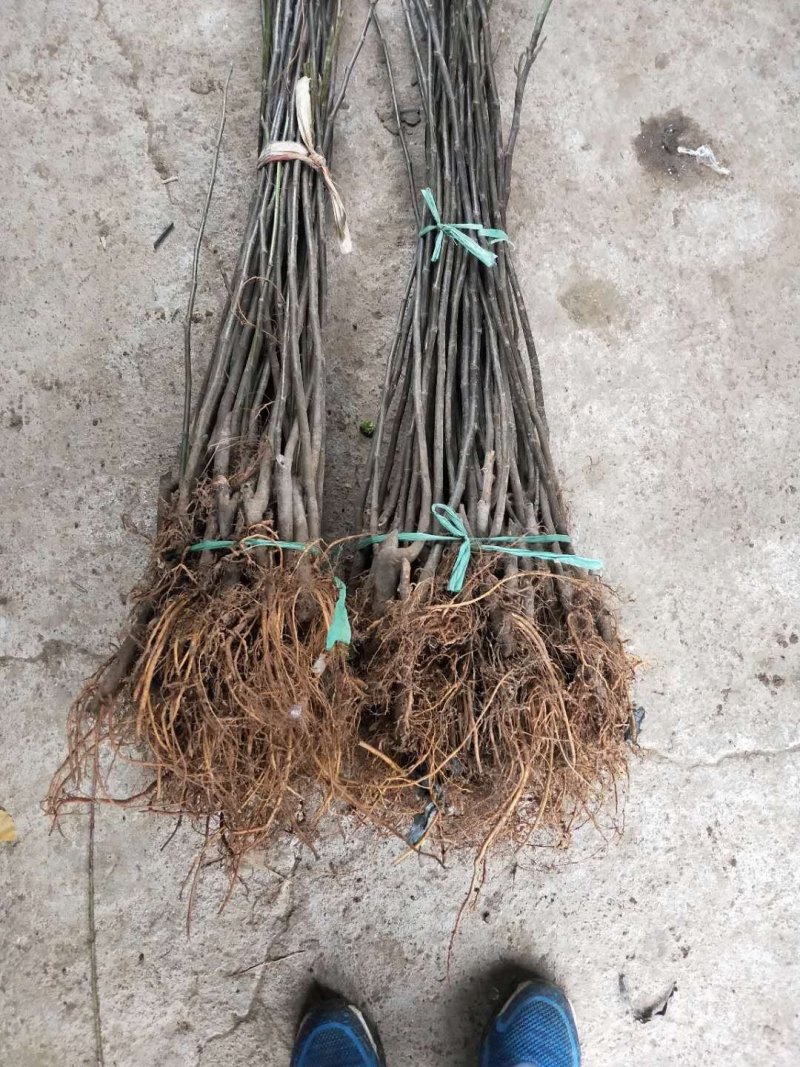 布兰瑞克全新脱毒矮化无花果苗包品种包质量产量高