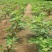 布兰瑞克全新脱毒矮化无花果苗包品种包质量产量高