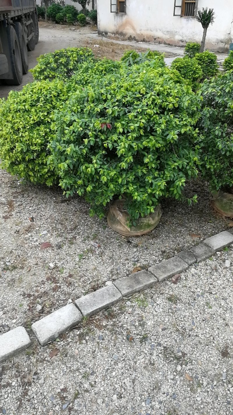 黄金叶雪梅黄金叶袋苗球型绿篱，花坛工用苗