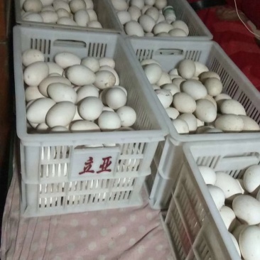 种蛋