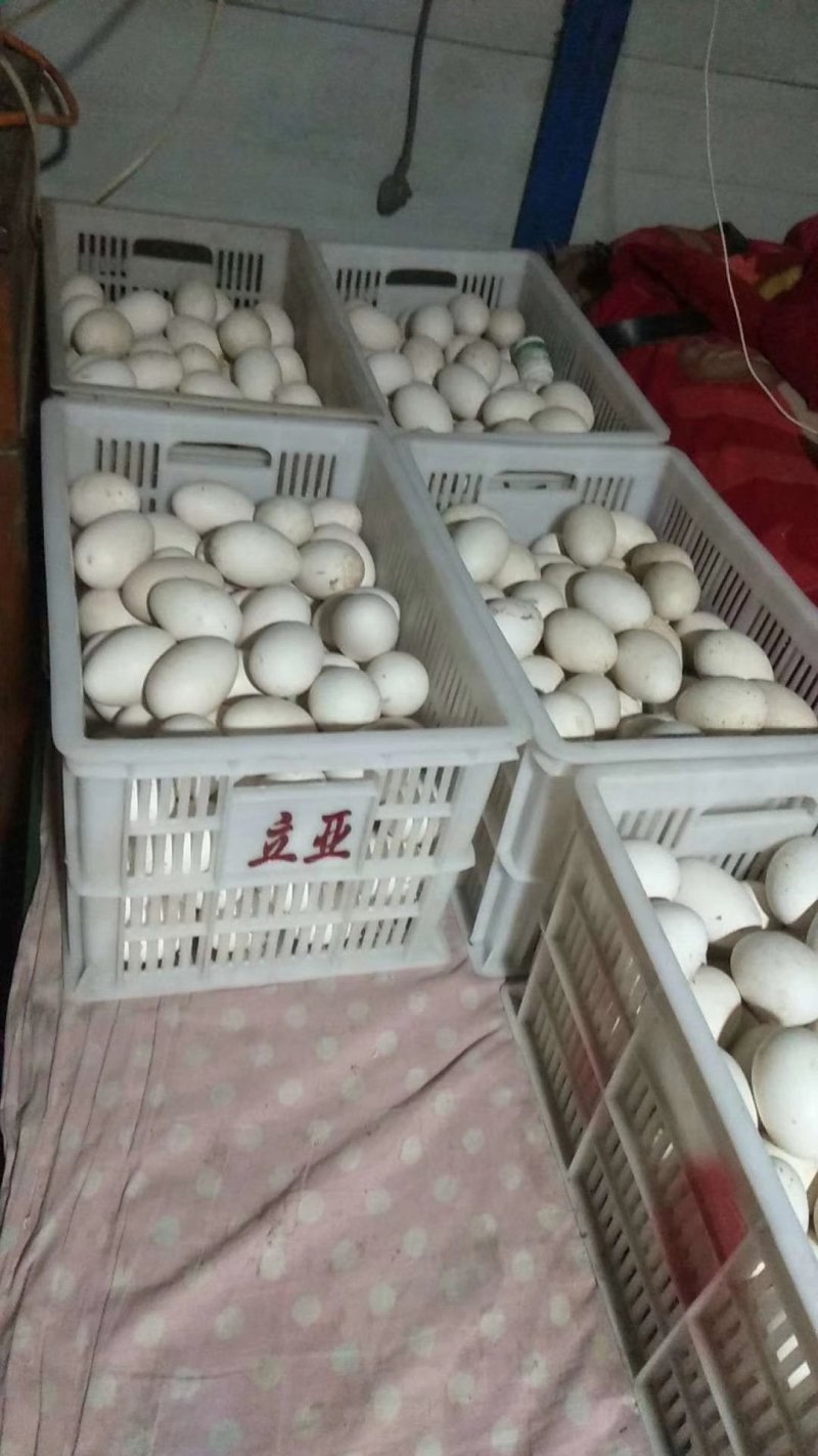 种蛋
