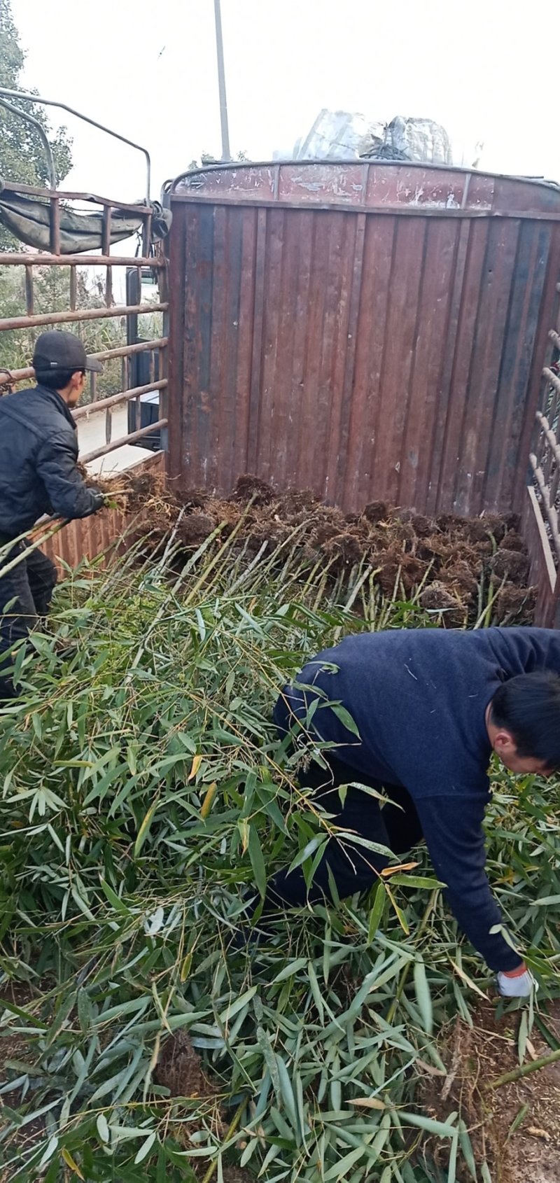 临安竹子之乡天目雷竹竹苗基地，当天挖，隔天发，根部有保障