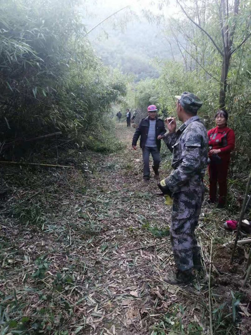 临安竹子之乡天目雷竹竹苗基地，当天挖，隔天发，根部有保障