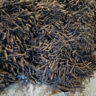 山药苗，山药种子，山药栽子