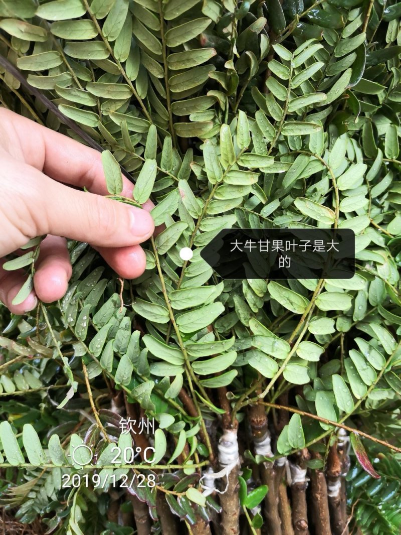 余甘果苗甜油甘果苗，嫁接大甜油甘果包邮。