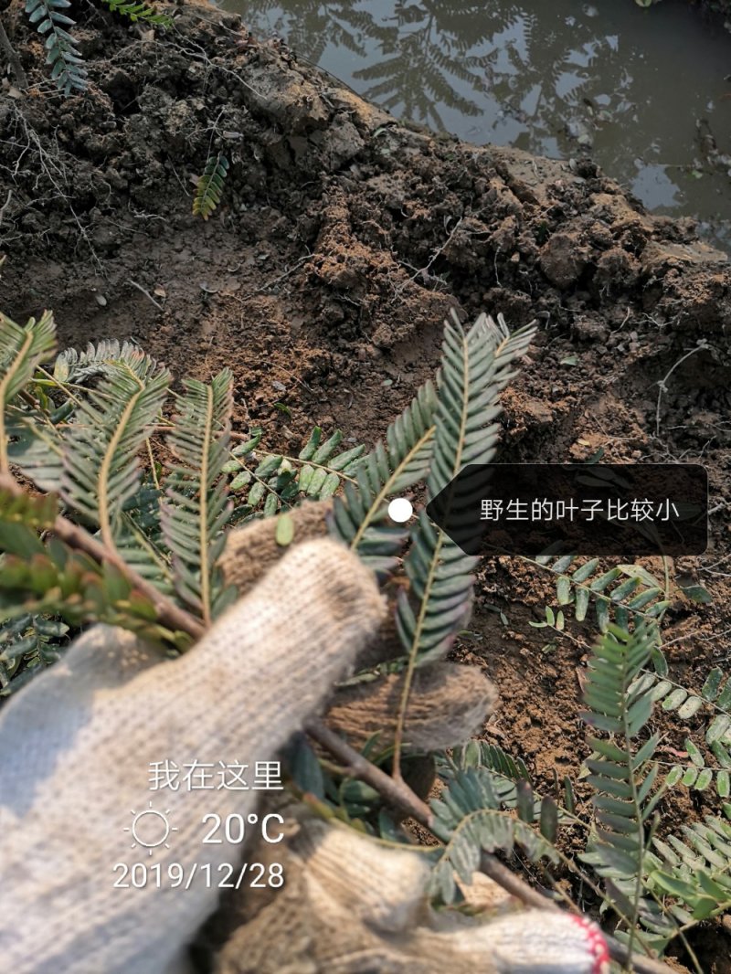余甘果苗甜油甘果苗，嫁接大甜油甘果包邮。
