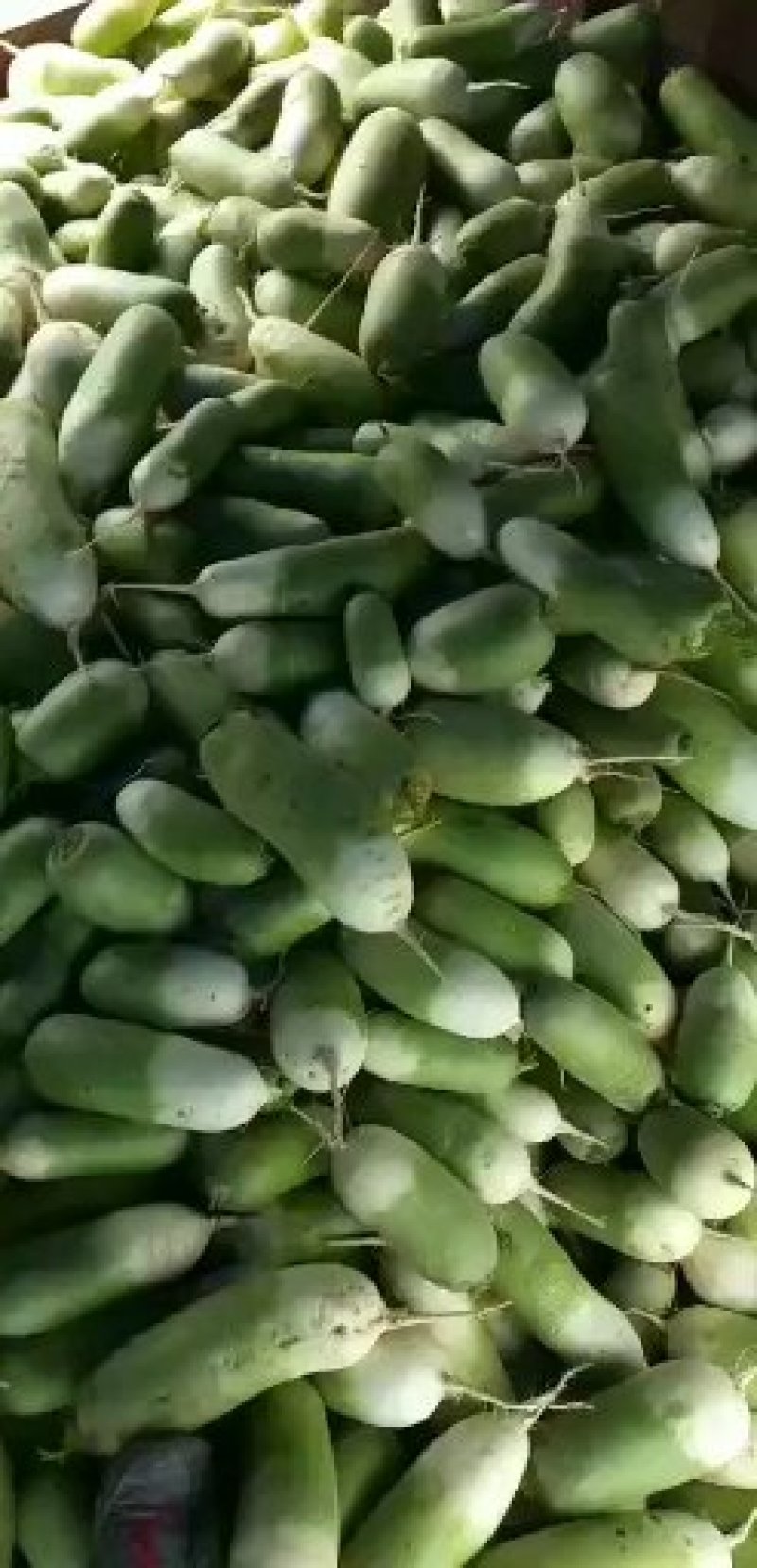 【推荐】露头青萝卜！现已上市！欢迎前来预订！保质保量
