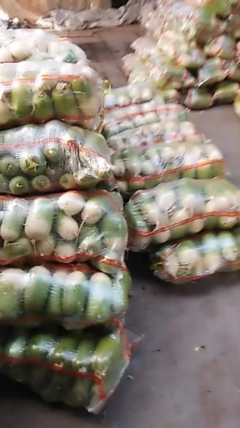【推荐】露头青萝卜！现已上市！欢迎前来预订！保质保量