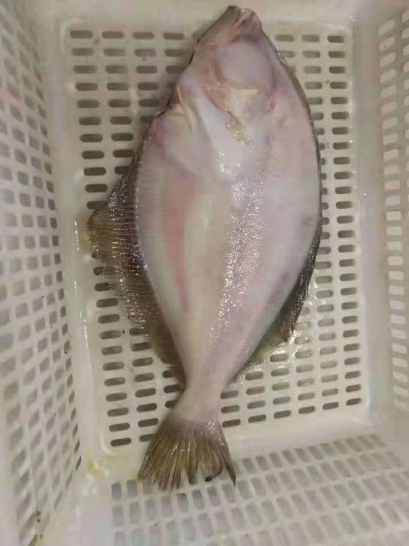 比目鱼（季节性底价货，食堂快餐，熟食店，冷链物流全国配送
