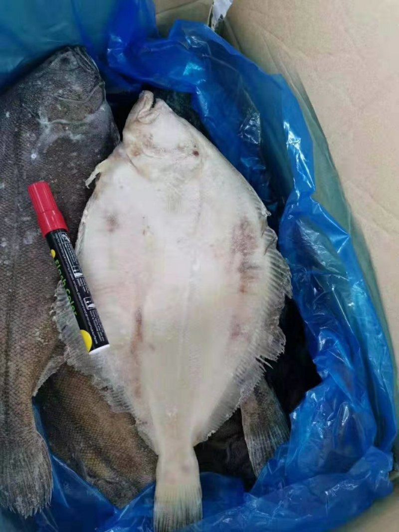 比目鱼（季节性底价货，食堂快餐，熟食店，冷链物流全国配送