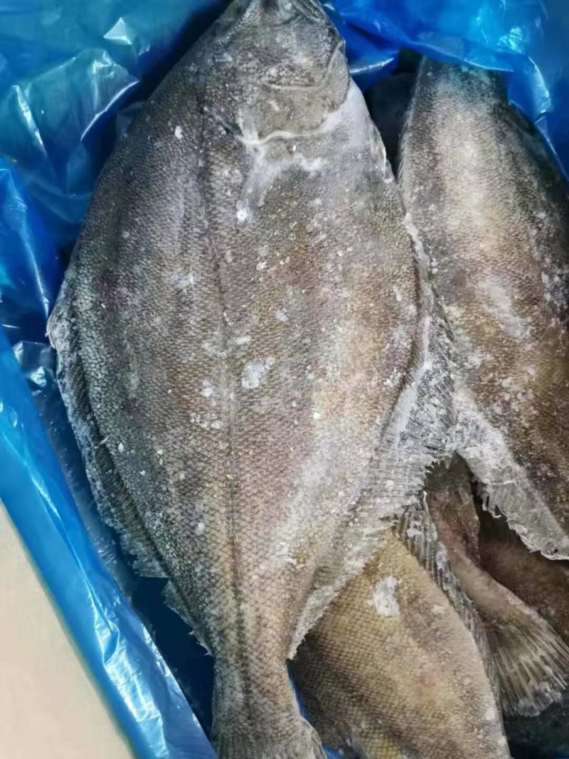 比目鱼（季节性底价货，食堂快餐，熟食店，冷链物流全国配送
