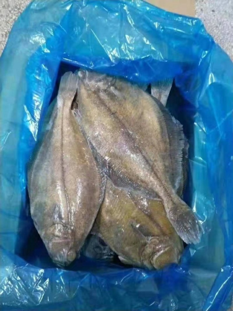 比目鱼（季节性底价货，食堂快餐，熟食店，冷链物流全国配送
