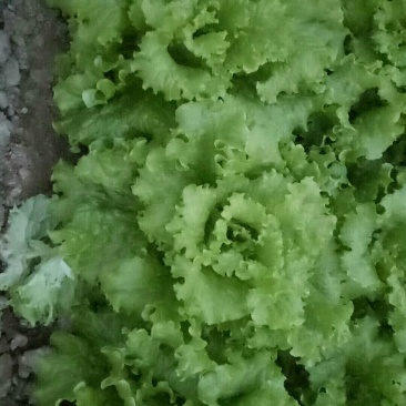 花叶生菜