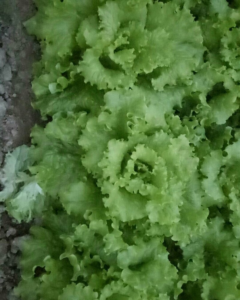 花叶生菜