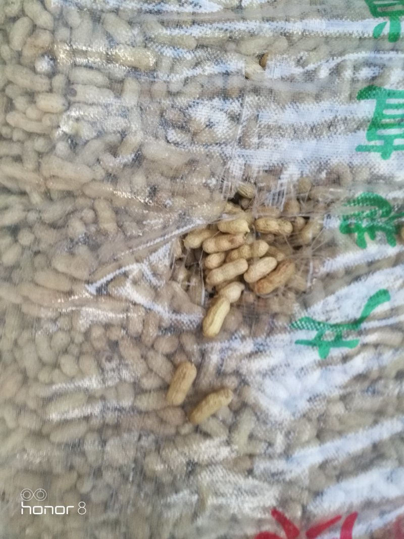 黑花生果，四粒红花生果，白沙果新货！