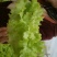 花叶生菜