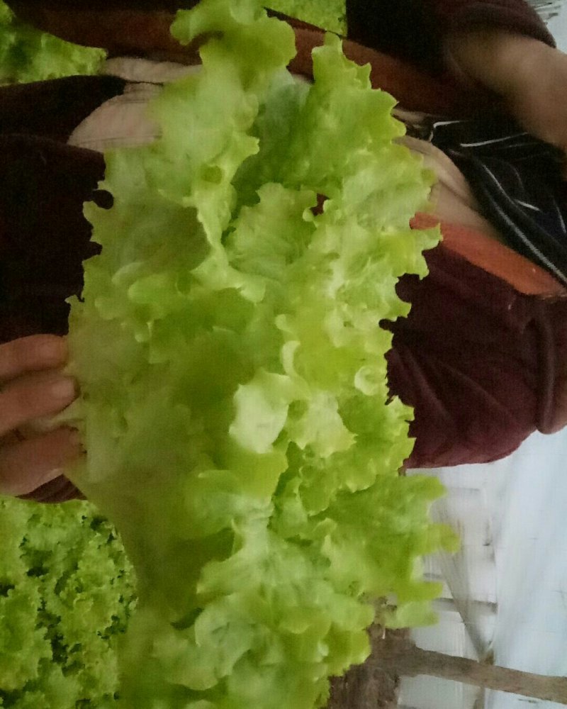 花叶生菜