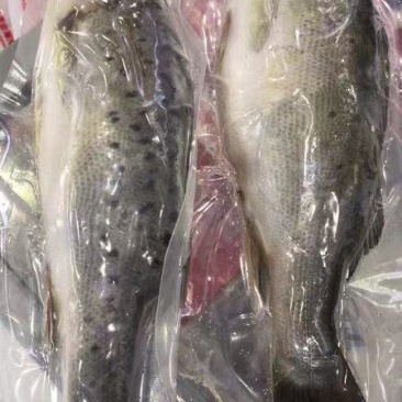 【爆卖】鲈鱼优质加州鲈鱼大口鲈鱼