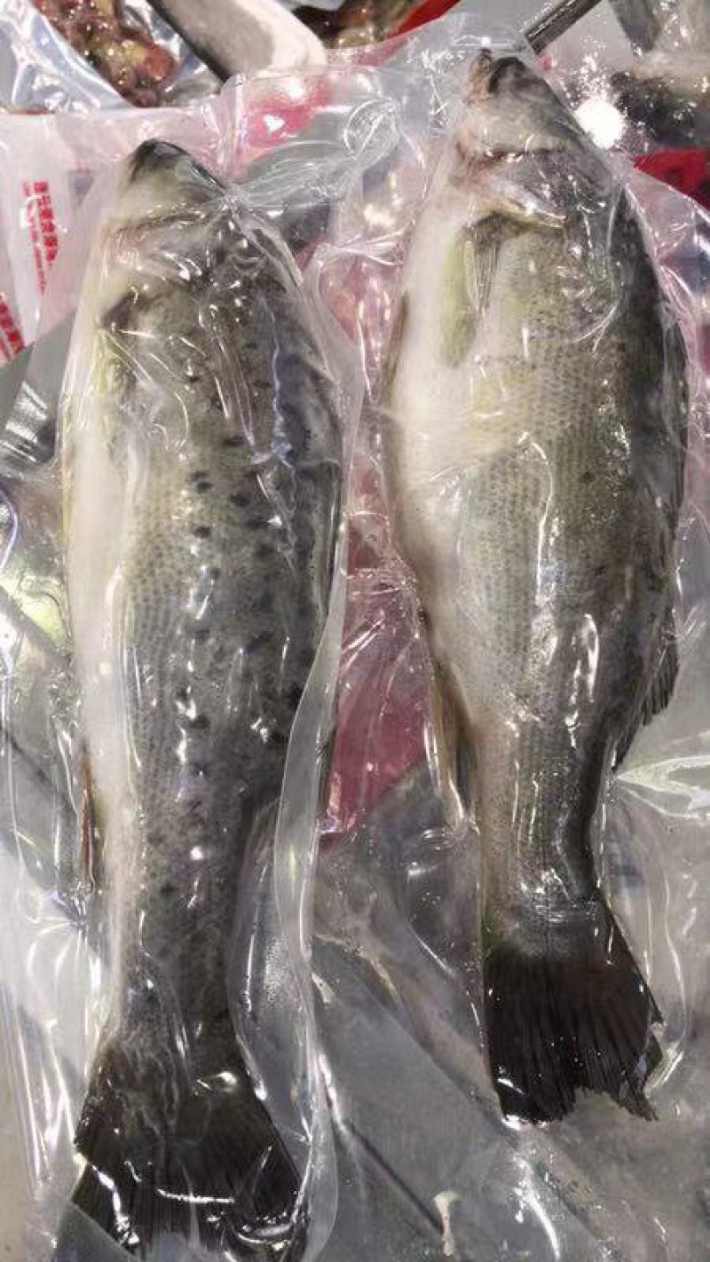 【爆卖】鲈鱼优质加州鲈鱼大口鲈鱼