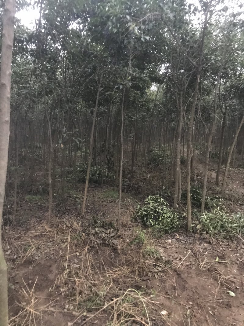 大叶女贞5公分左右
