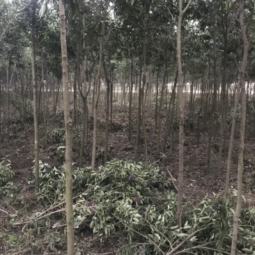 大叶女贞5公分左右