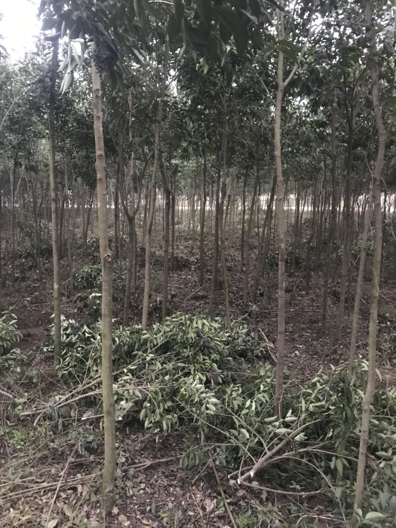 大叶女贞5公分左右