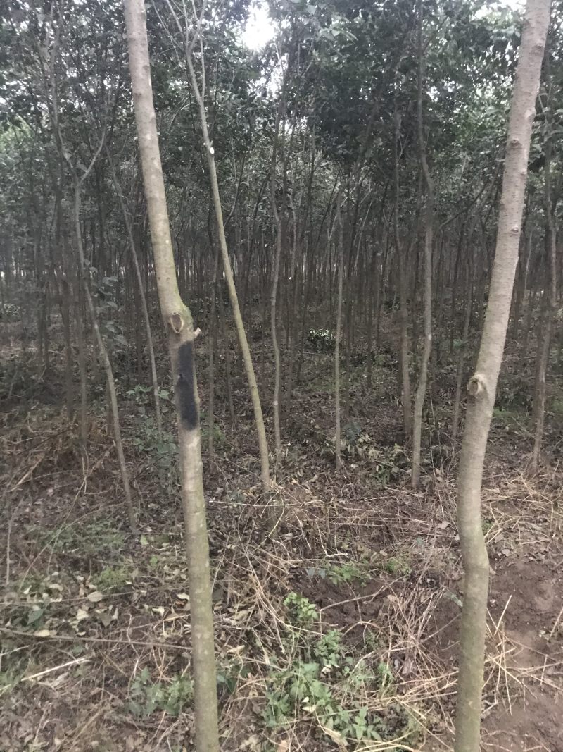 大叶女贞5公分左右