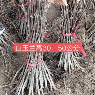 玉兰辛夷树苗山玉兰小苗山玉兰小树苗山玉兰苗包邮