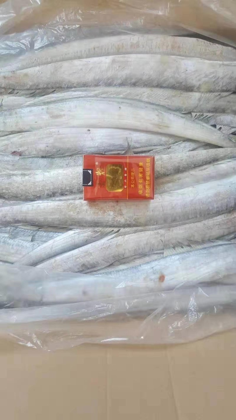 渤海带鱼，北方带鱼，灯光捕捞