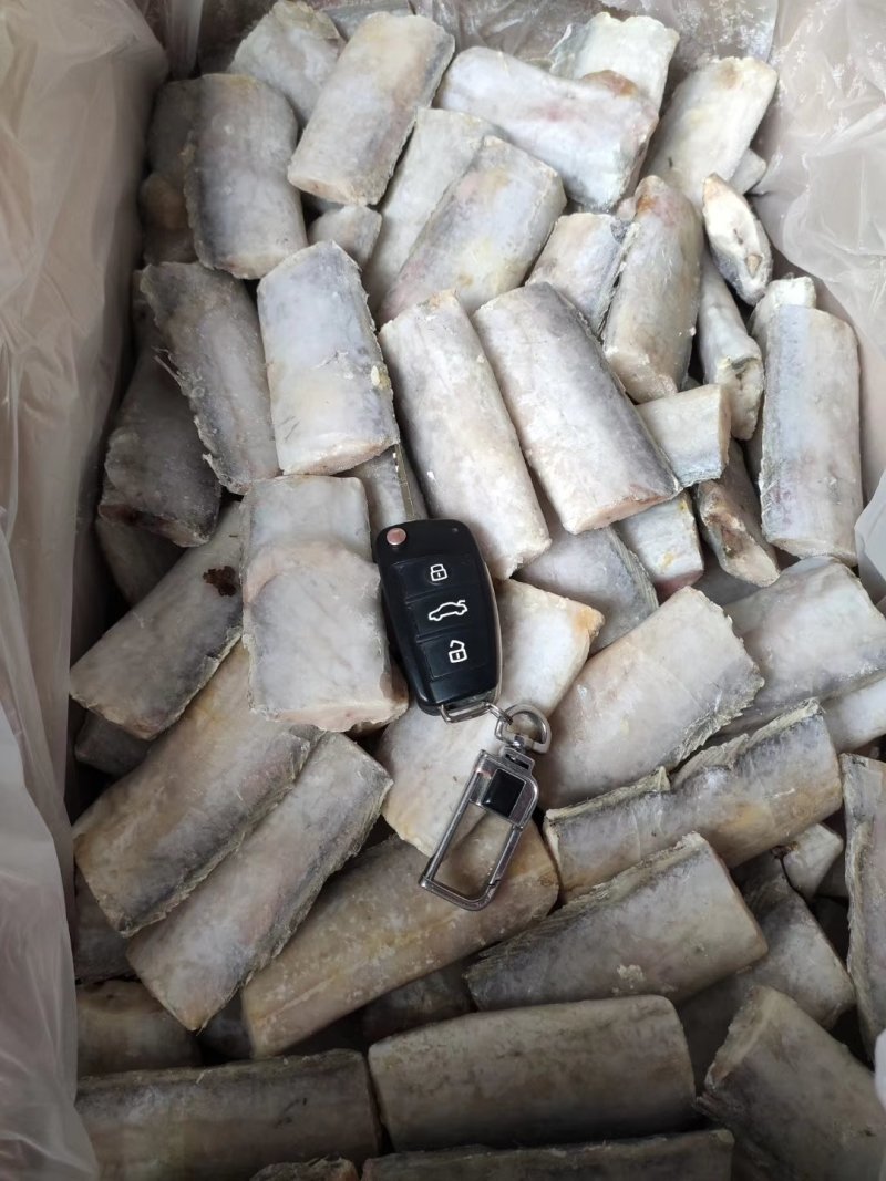 渤海带鱼，北方带鱼，灯光捕捞
